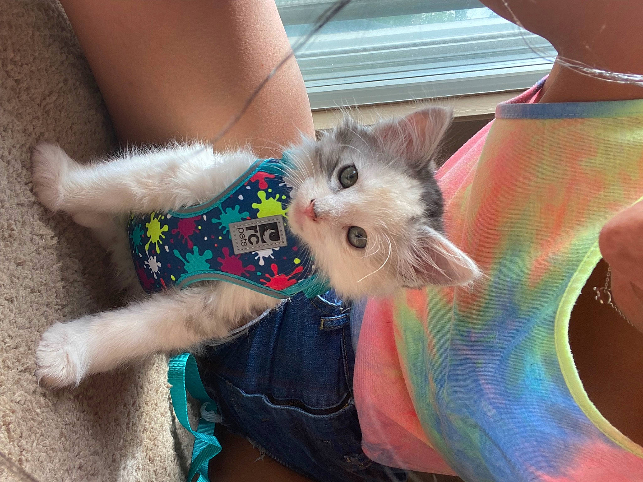 Pisces is registered to the contest to win money with this photo: canidae, carnivore, cat, claw, companion_dog, dog_breed, fawn, felidae, foot, fur, human_leg, paw, rodent, small_to_medium_sized_cats, snout, tail, thigh, toy_dog, whiskers, wrist