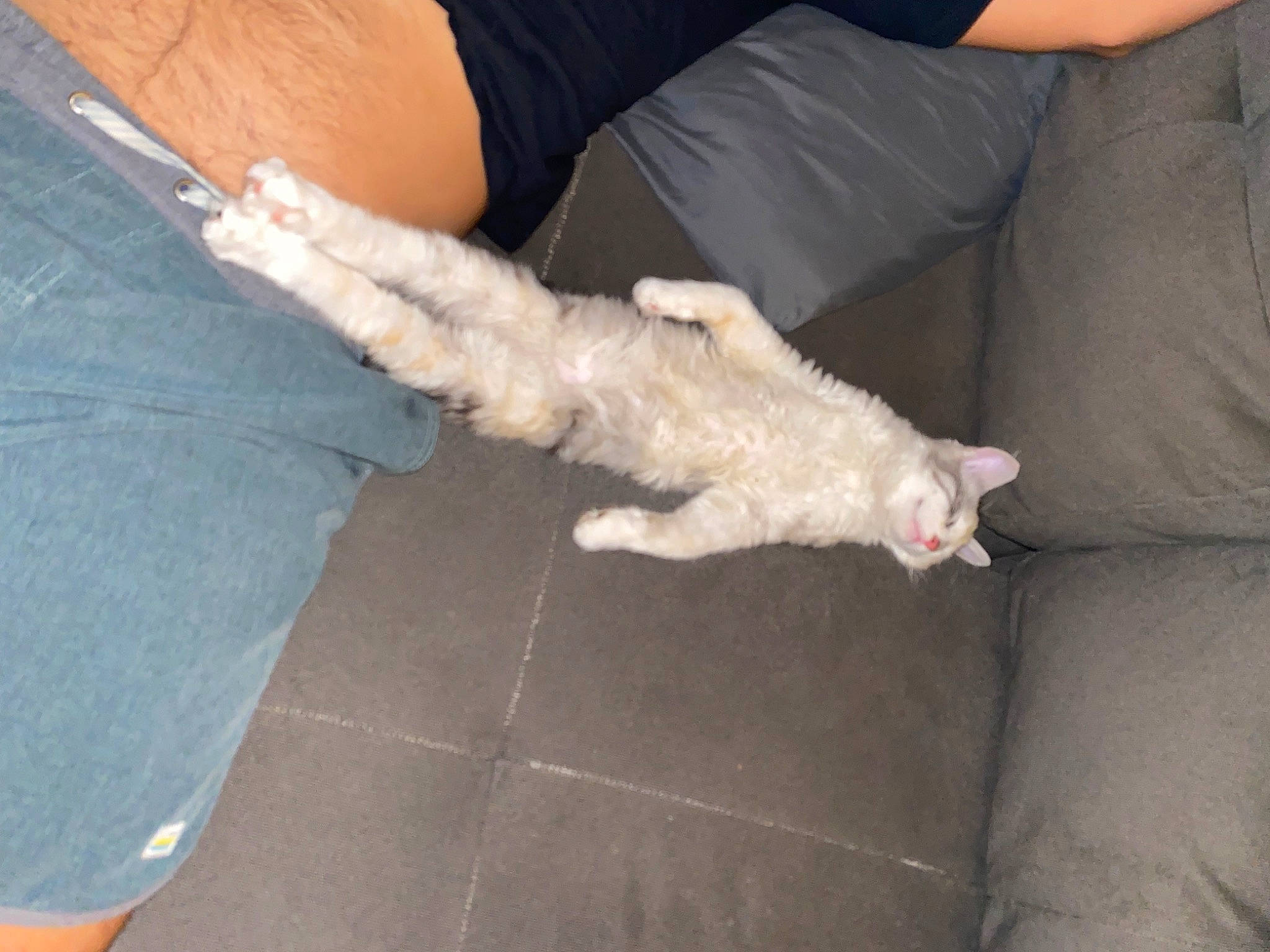 Pisces is registered to the contest to win money with this photo: canidae, carnivore, comfort, companion_dog, couch, dog, dog_breed, fawn, feather, felidae, flooring, fur, gesture, hardwood, human_leg, paw, small_to_medium_sized_cats, sporting_group, tail, toy_dog