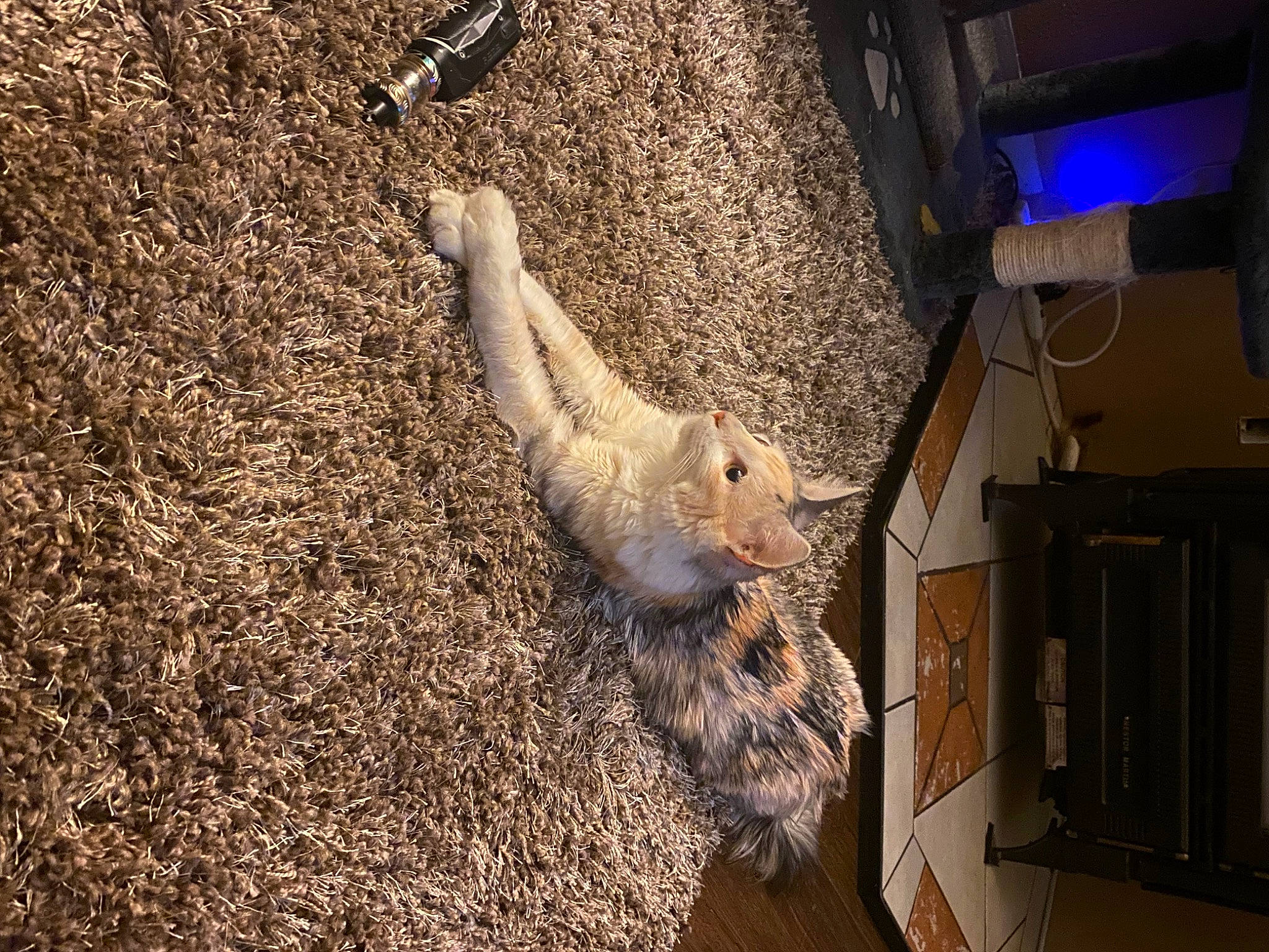 Pisces joined the competition — help win amazing prizes! canidae, cockatoo, fawn, felidae, fur, grass, house, reptile, snout, soil, tail, terrestrial_animal, tree, trunk, whiskers, window, wood