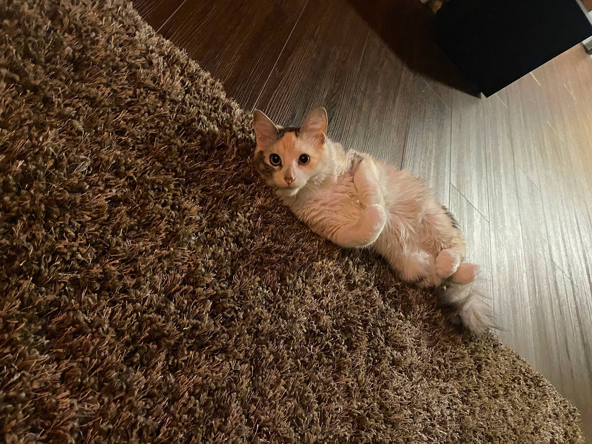 Pisces joined the competition — help win amazing prizes! carnivore, cat, comfort, companion_dog, domestic_short_haired_cat, fawn, felidae, flooring, foot, fur, grass, paw, road_surface, small_to_medium_sized_cats, snout, tail, terrestrial_animal, whiskers, wildlife, wood