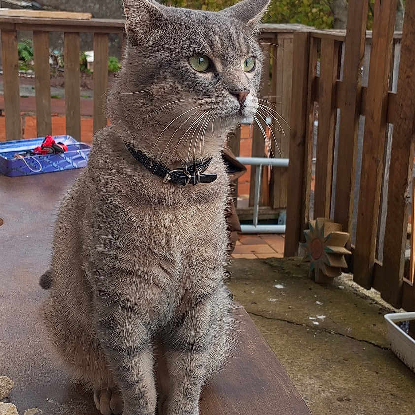 Ferdinand