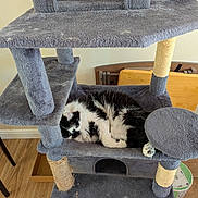Ash is registered to the contest to win money with this photo: cat, sleeping, cat_tree, furniture, indoor, pet, fur, black_and_white, cozy, resting, wood_floor, home, animal, cute, relaxing, paw, whiskers, scratching_post, feline, nap