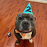 dog, party_hat, bow_tie, birthday, celebration, floor, wooden_floor, pet, canine, smiling, looking_up, indoor, brown_floor, adorable, cute, animal, companion, friendly, portrait, happy