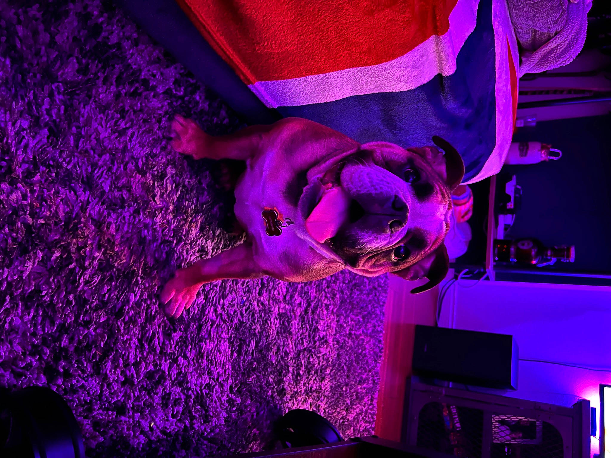 Georgette joined the competition — help win amazing prizes! art, electric_blue, entertainment, event, flower, fun, home_appliance, light, lighting, magenta, performing_arts, petal, pink, plant, purple, red, sky, tree, violet, water