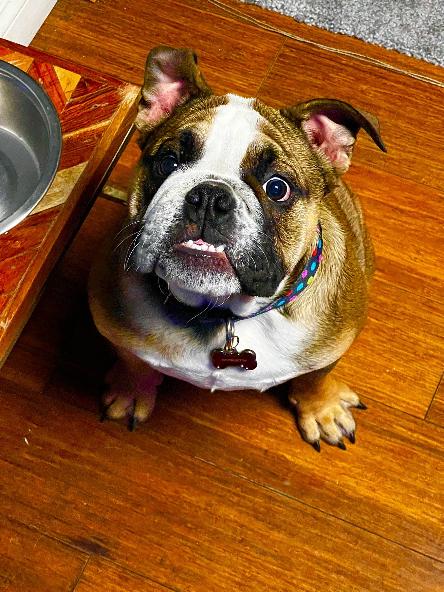 Georgette joined the competition — help win amazing prizes! bulldog, canidae, carnivore, companion_dog, dog, dog_breed, fawn, flooring, fur, hardwood, laminate_flooring, serveware, snout, sporting_group, terrestrial_animal, whiskers, window, wood, wood_flooring, working_animal