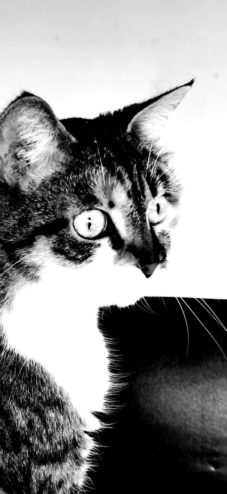 Myckye participe au concours pour gagner de l'argent avec cette photo : art, black_and_white, carnivore, cat, close_up, domestic_short_haired_cat, felidae, fur, monochrome, monochrome_photography, small_to_medium_sized_cats, snout, stock_photography, style, terrestrial_animal, whiskers, wildlife