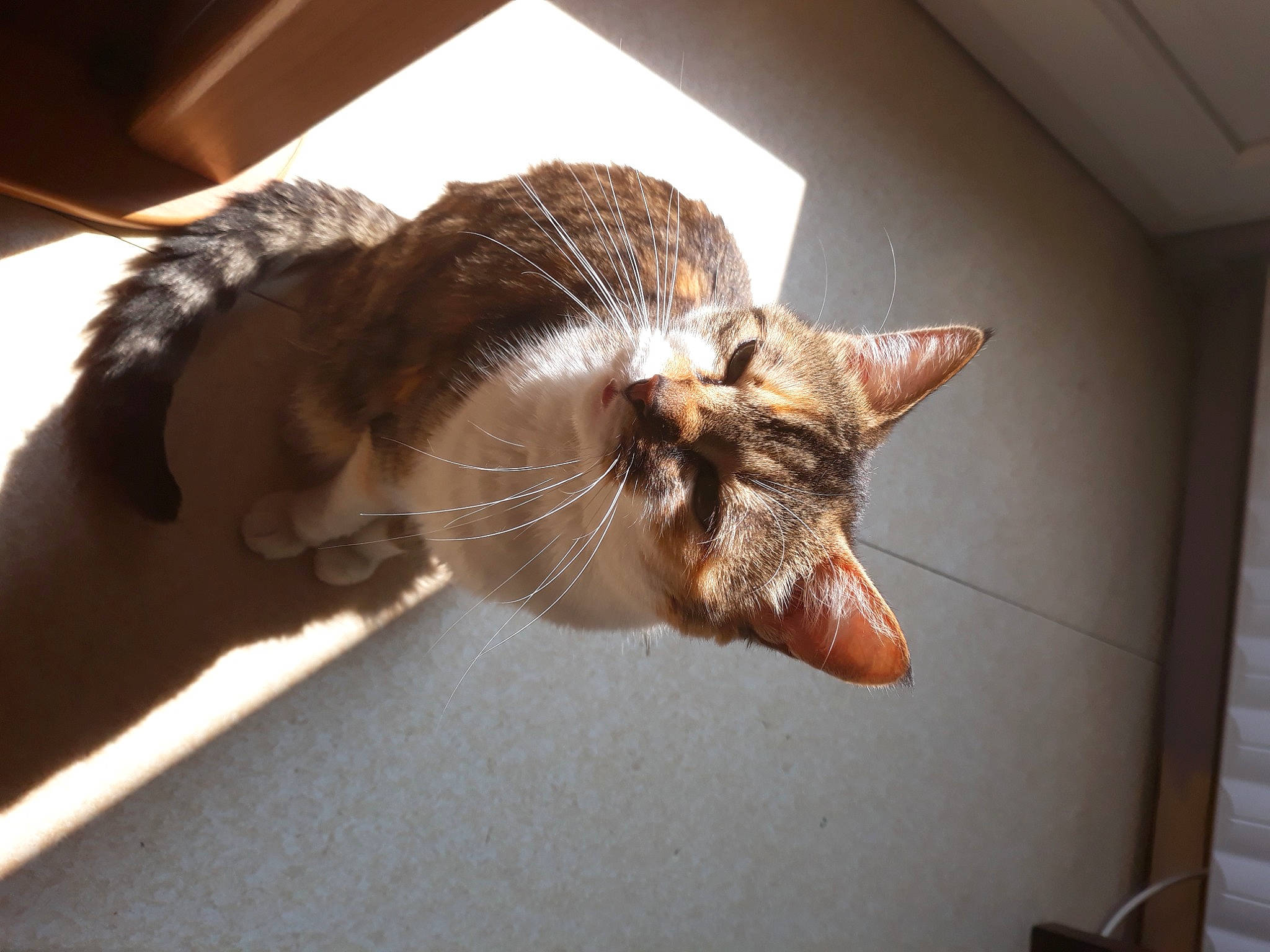 Myckye a rejoint le concours — aidez-le/la à gagner de superbes lots ! carnivore, cat, claw, domestic_short_haired_cat, ear, eyewear, fang, fawn, felidae, fur, glasses, jaw, paw, plant, room, small_to_medium_sized_cats, snout, tail, whiskers, wood