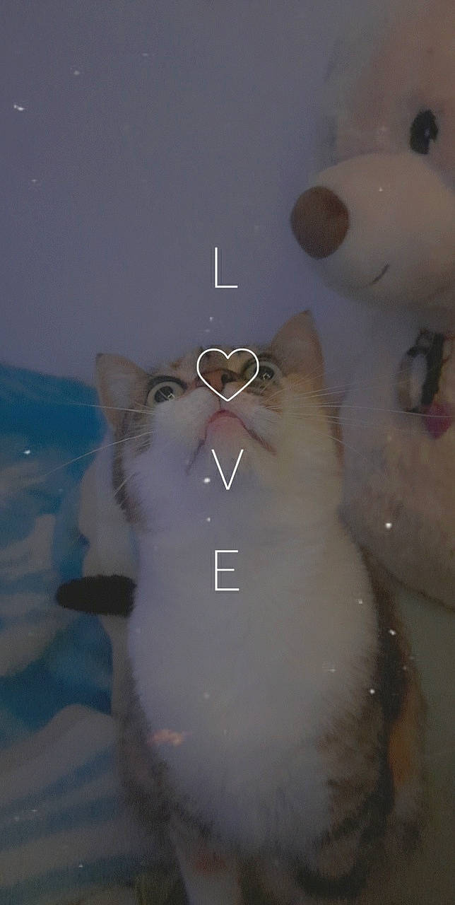 Myckye a rejoint le concours — aidez-le/la à gagner de superbes lots ! art, chest, circle, felidae, font, fur, gesture, love, shadow, small_to_medium_sized_cats, snout, symmetry, visual_arts, whiskers, window