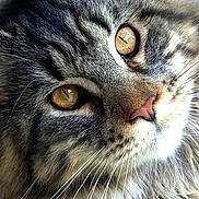 Amaya participe au concours pour gagner de l'argent avec cette photo : cat, tabby, close_up, face, whiskers, fur, golden_eyes, pet, animal, mammal, domestic_cat, portrait, feline, cute, fluffy, looking_up, brown, black, white, soft