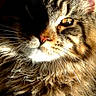 Amaya participe au concours pour gagner de l'argent avec cette photo : cat, tabby, close_up, fluffy, fur, whiskers, eye, sunlight, shadow, pet, animal, mammal, portrait, domestic_cat, feline, cozy, indoor, face, expression, cute