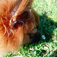Yume participe au concours pour gagner de l'argent avec cette photo : dog, ear, fur, grass, flower, daisy, outdoor, nature, animal, sniffing, close_up, green, sunlight, pet, canine, head, soft, fluffy, summer, daytime