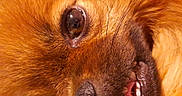 Yume participe au concours pour gagner de l'argent avec cette photo : animal, brown, canine, close_up, cute, dog, expression, eye, face, fur, macro, nose, pet, portrait, sleepy, soft, teeth, tongue, warm, whiskers