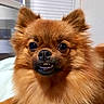 dog, brown, fluffy, pet, animal, cute, smile, teeth, face, ears, fur, indoors, closeup, portrait, cute_pet, canine, expression, whiskers, adorable, companion