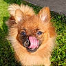 dog, tongue, licking, fluffy, grass, outdoor, pet, cute, sunlight, ears, brown, animal, canine, fur, happy, playful, closeup, nature, small_dog, daylight