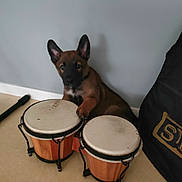 Ypso participe au concours pour gagner de l'argent avec cette photo : puppy, dog, bongo_drums, musical_instrument, indoor, floor, paw, brown_dog, black_snout, ears, pet, cute, young_dog, wall, musical_equipment, bag, resting, curious, animal, playing