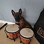 puppy, dog, bongo_drums, musical_instrument, indoor, floor, paw, brown_dog, black_snout, ears, pet, cute, young_dog, wall, musical_equipment, bag, resting, curious, animal, playing
