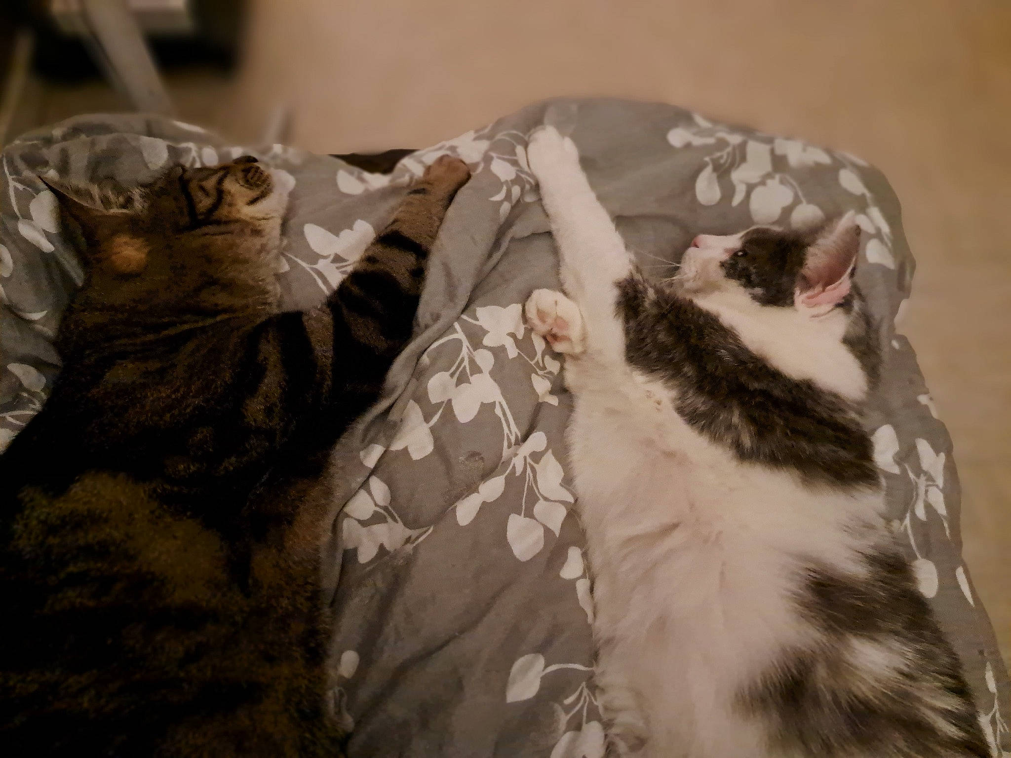 Rio Et Minni a rejoint le concours — aidez-le/la à gagner de superbes lots ! bed, bedding, carnivore, cat, chair, comfort, couch, domestic_short_haired_cat, fawn, felidae, fur, human_leg, linens, pattern, plant, small_to_medium_sized_cats, sporting_group, tree, whiskers, wood