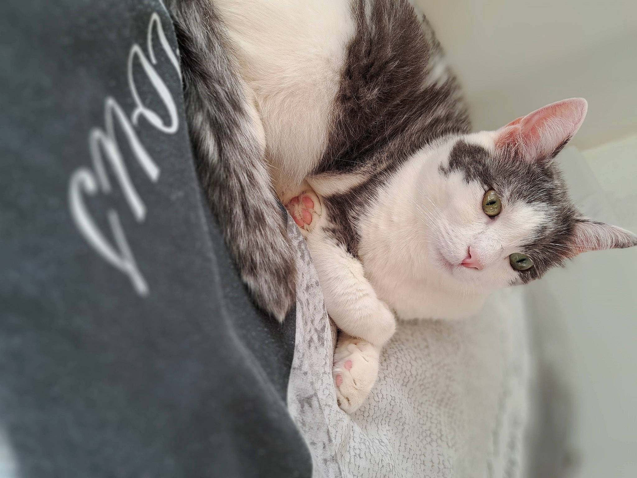 Rio Et Minni a rejoint le concours — aidez-le/la à gagner de superbes lots ! carnivore, cat, domestic_short_haired_cat, ear, eyelash, felidae, fur, grey, moustache, paw, small_to_medium_sized_cats, whiskers