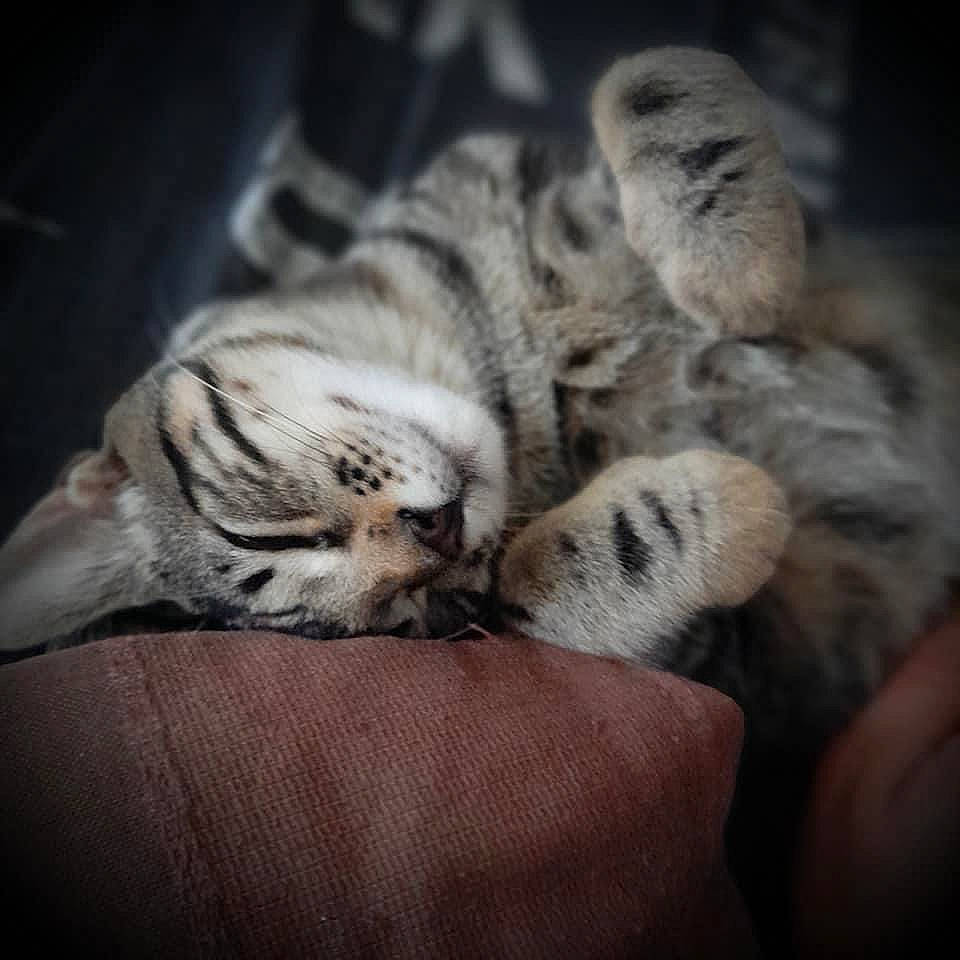 Rio a rejoint le concours — aidez-le/la à gagner de superbes lots ! big_cats, carnivore, cat, close_up, cloud, comfort, domestic_short_haired_cat, fawn, felidae, fur, grey, nail, small_to_medium_sized_cats, snout, snow_leopard, tail, terrestrial_animal, vertebrate, whiskers, wood