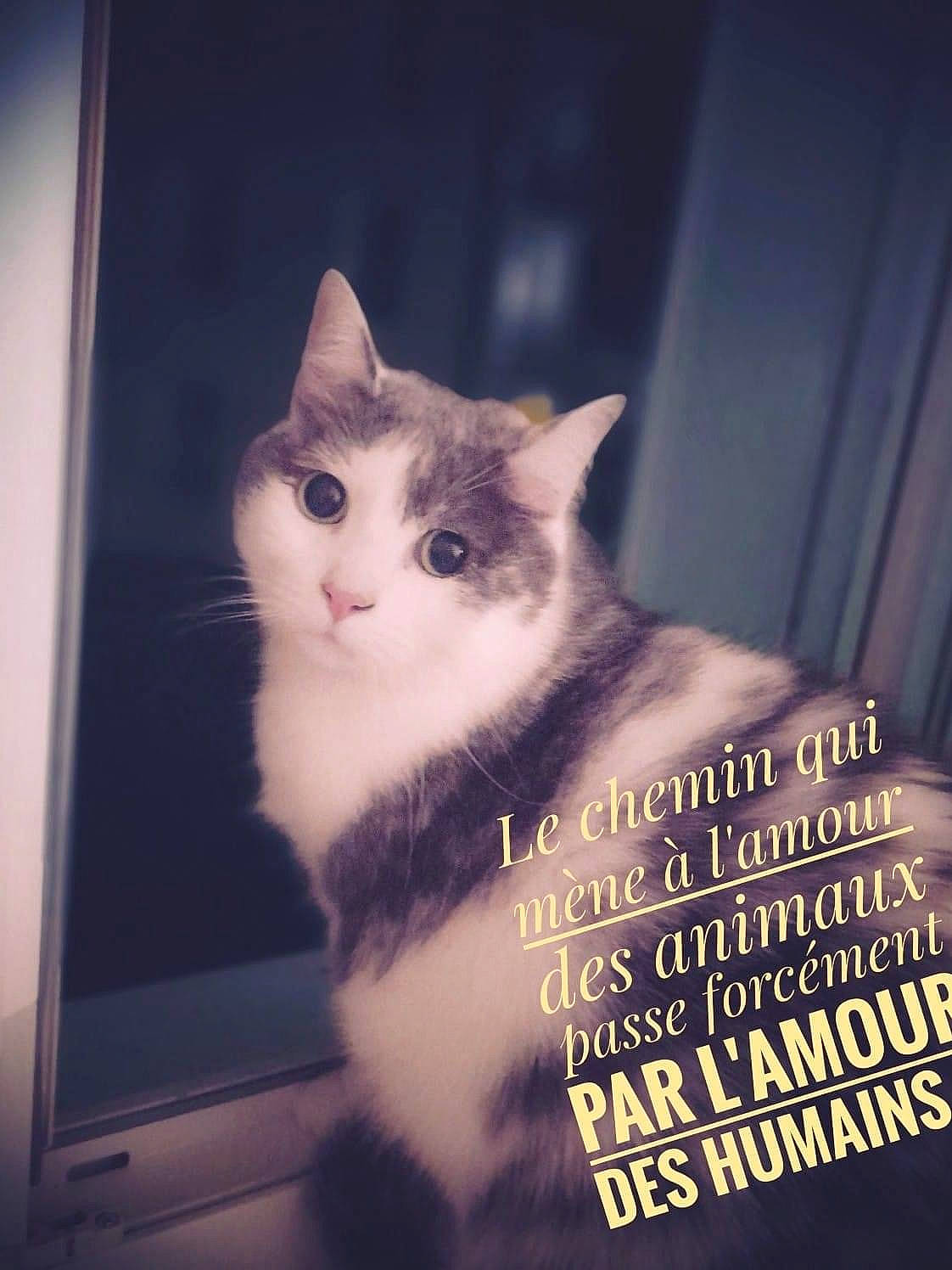 Minny participe au concours pour gagner de l'argent avec cette photo : box, carnivore, cat, computer_monitor, domestic_short_haired_cat, felidae, fur, metal, paw, photo_caption, publication, rectangle, sky, small_to_medium_sized_cats, snout, square, tail, whiskers, window, wood