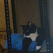 Mikado a rejoint le concours — aidez-le/la à gagner de superbes lots ! cat, black_and_white, furniture, shelf, indoor, pet, fuzzy_cushion, relaxed, paw, metal_frame, animal, household, resting, looking_away, domestic_cat, sitting, side_view, cute, feline, cozy