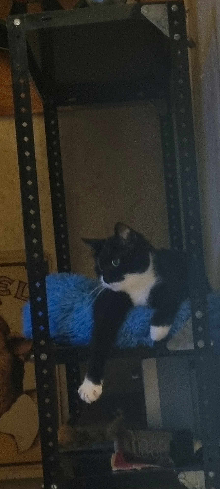 Mikado a rejoint le concours — aidez-le/la à gagner de superbes lots ! cat, black_and_white, furniture, shelf, indoor, pet, fuzzy_cushion, relaxed, paw, metal_frame, animal, household, resting, looking_away, domestic_cat, sitting, side_view, cute, feline, cozy