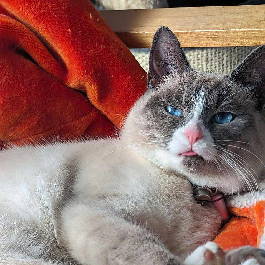 Aïko