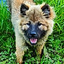 Saïane a rejoint le concours — aidez-le/la à gagner de superbes lots ! dog, grass, mud, water, outdoor, pet, canine, happy, nature, animal, fur, ears, tail, tongue, smiling, greenery, playful, summer, closeup, portrait