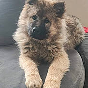 Saïane participe au concours pour gagner de l'argent avec cette photo : puppy, dog, fluffy, pet, couch, indoor, cute, animal, fur, face, paw, relaxed, friendly, young, canine, domestic_animal, companion, home, furniture, adorable