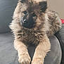 puppy, dog, fluffy, pet, couch, indoor, cute, animal, fur, face, paw, relaxed, friendly, young, canine, domestic_animal, companion, home, furniture, adorable