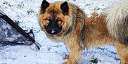 Saïane participe au concours pour gagner de l'argent avec cette photo : dog, snow, outdoor, fence, grass, winter, pet, canine, fur, nature, animal, cold, leafy_bushes, curious, standing, backyard, snow_dust, fluffy, nose, daytime