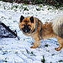dog, snow, outdoor, fence, grass, winter, pet, canine, fur, nature, animal, cold, leafy_bushes, curious, standing, backyard, snow_dust, fluffy, nose, daytime