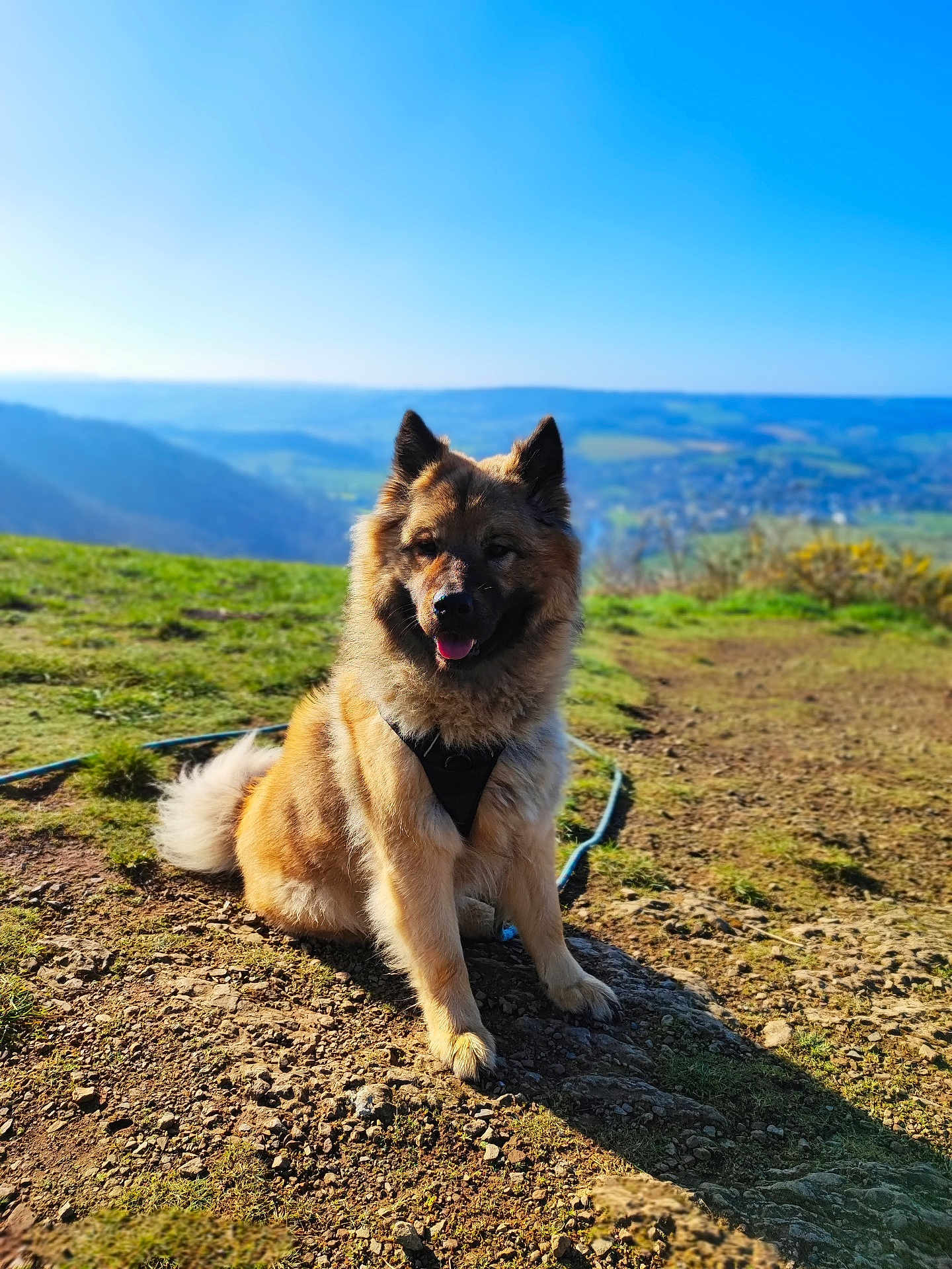 Saïane a rejoint le concours — aidez-le/la à gagner de superbes lots ! dog, outdoor, nature, mountain, sunlight, grass, sky, trail, pet, canine, fur, leash, happy, animal, portrait, daytime, landscape, ears, sitting, scenic
