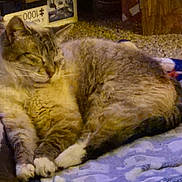 Tigger is registered to the contest to win money with this photo: cat, tabby_cat, sleeping, resting, lying_down, fur, whiskers, paws, striped_fur, pet, animal, indoors, blanket, bed, cozy, relaxed, portrait, low_light, home, cute