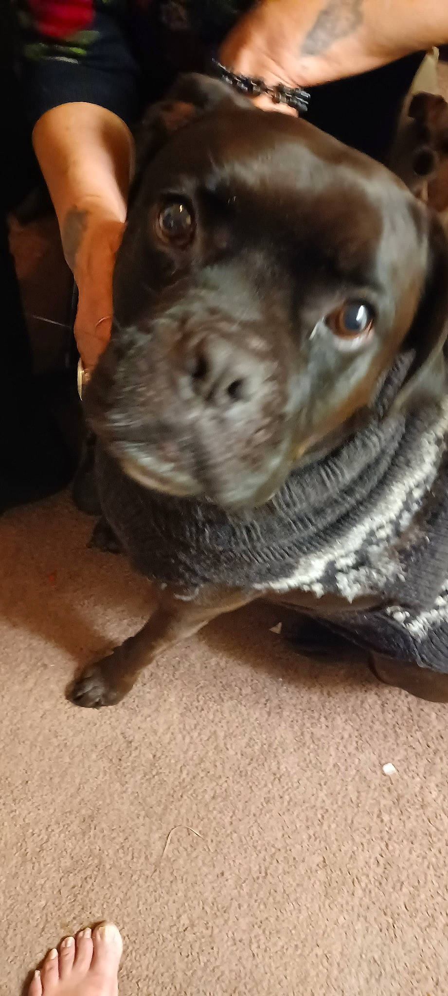 Nicholas joined the competition — help win amazing prizes! canidae, carnivore, collar, companion_dog, dog, dog_breed, dog_collar, fawn, fur, guard_dog, jaw, liver, molosser, pointing_breed, sporting_group, terrestrial_animal, whiskers, working_animal, working_dog, wrinkle