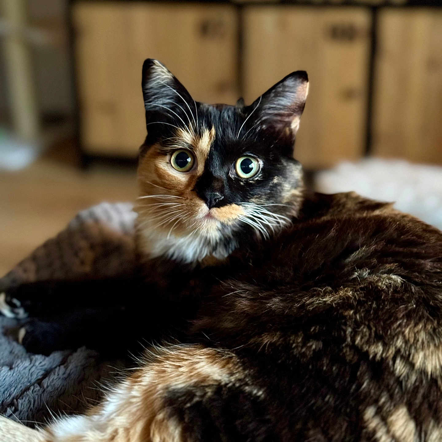 Indie participe au concours pour gagner de l'argent avec cette photo : animal, blanket, cat, close_up, cozy, curious, cute, domestic, ears, eyes, feline, fur, indoor, laying, pet, portrait, relaxed, soft_light, tortoiseshell, whiskers
