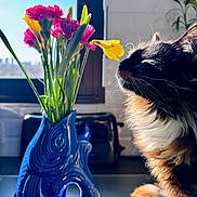 Indie participe au concours pour gagner de l'argent avec cette photo : cat, flower, vase, blue_vase, bouquet, kitchen, sunlight, window, toaster, domestic, pet, feline, indoor, closeup, colorful, fluffy, plant, table, relaxed, natural_light