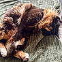 Indie a rejoint le concours — aidez-le/la à gagner de superbes lots ! cat, tortoiseshell, fluffy, fur, whiskers, paws, relaxed, cozy, blanket, indoor, pet, sleepy, animal, cute, soft, resting, feline, closeup, comfort, texture
