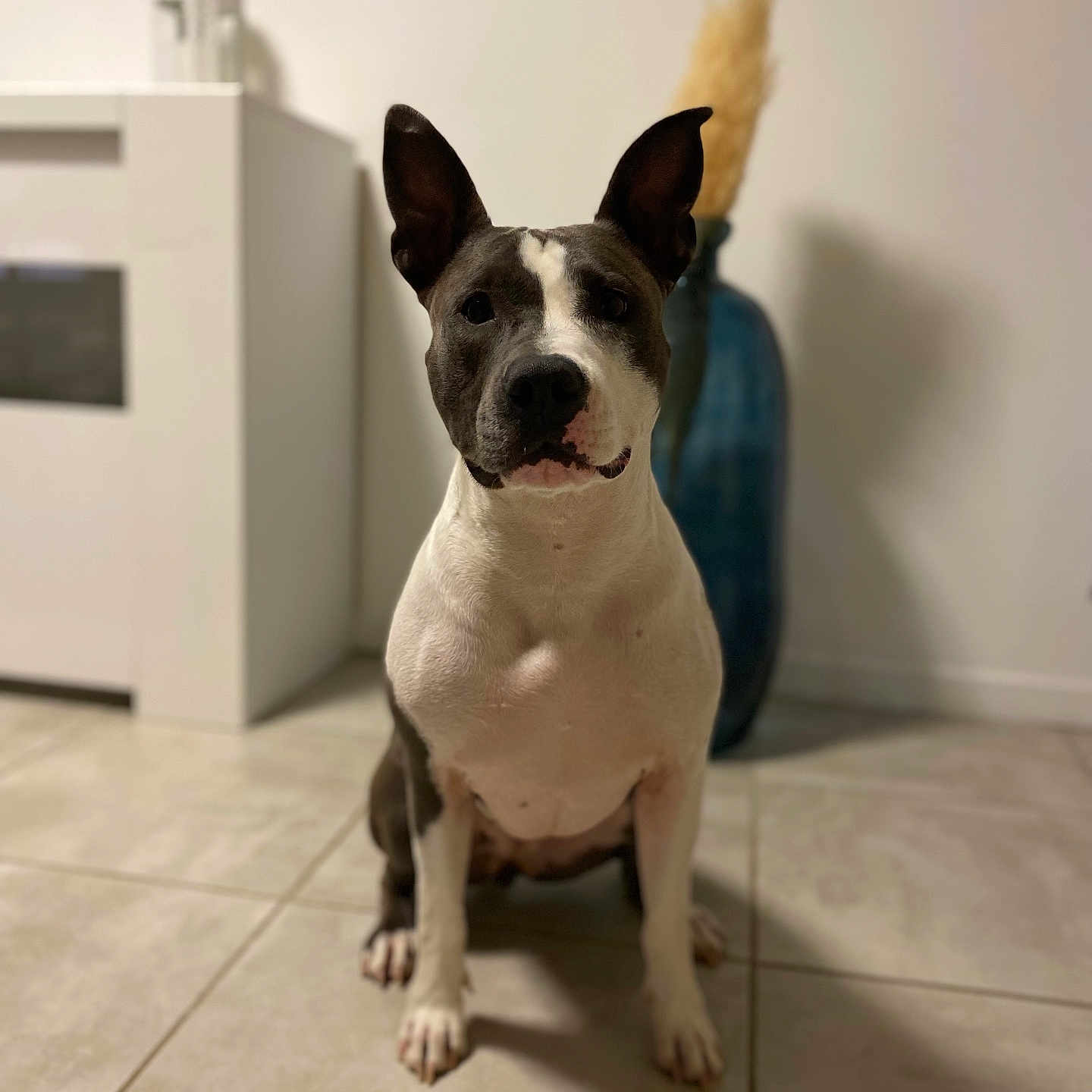 Channel a rejoint le concours — aidez-le/la à gagner de superbes lots ! animal, bostonbull, boxer, bulldog, canine, dog, frenchbulldog, furniture, hardwood, hound, husky, indoors, interiordesign, pet, pitbull, puppy, snout, terrier, whitedog, wood