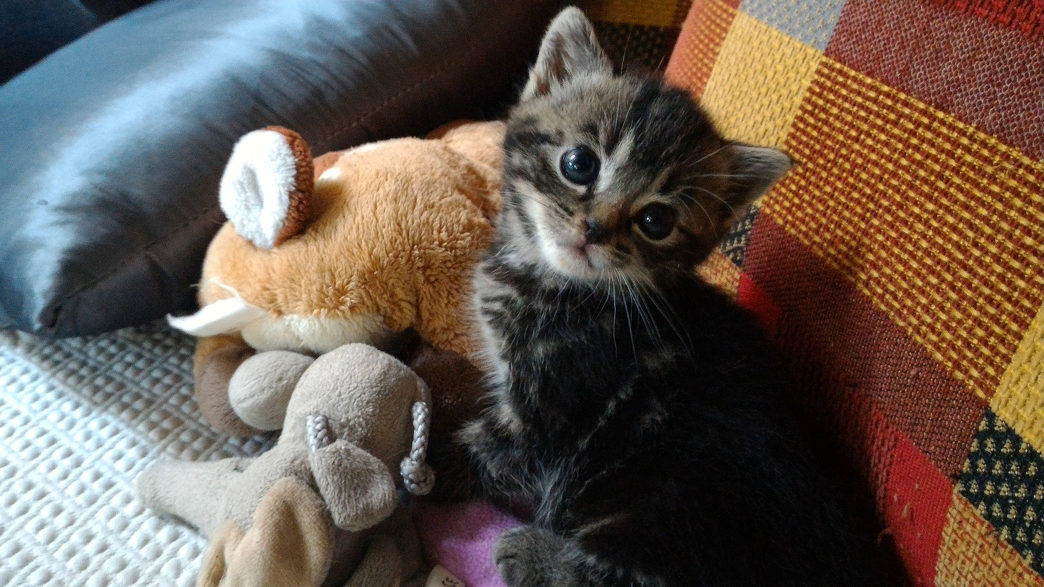 Mia a rejoint le concours — aidez-le/la à gagner de superbes lots ! carnivore, cat, cat_supply, claw, comfort, couch, domestic_short_haired_cat, fawn, felidae, fur, grey, paw, plush, small_to_medium_sized_cats, snout, tail, toy, whiskers, wood