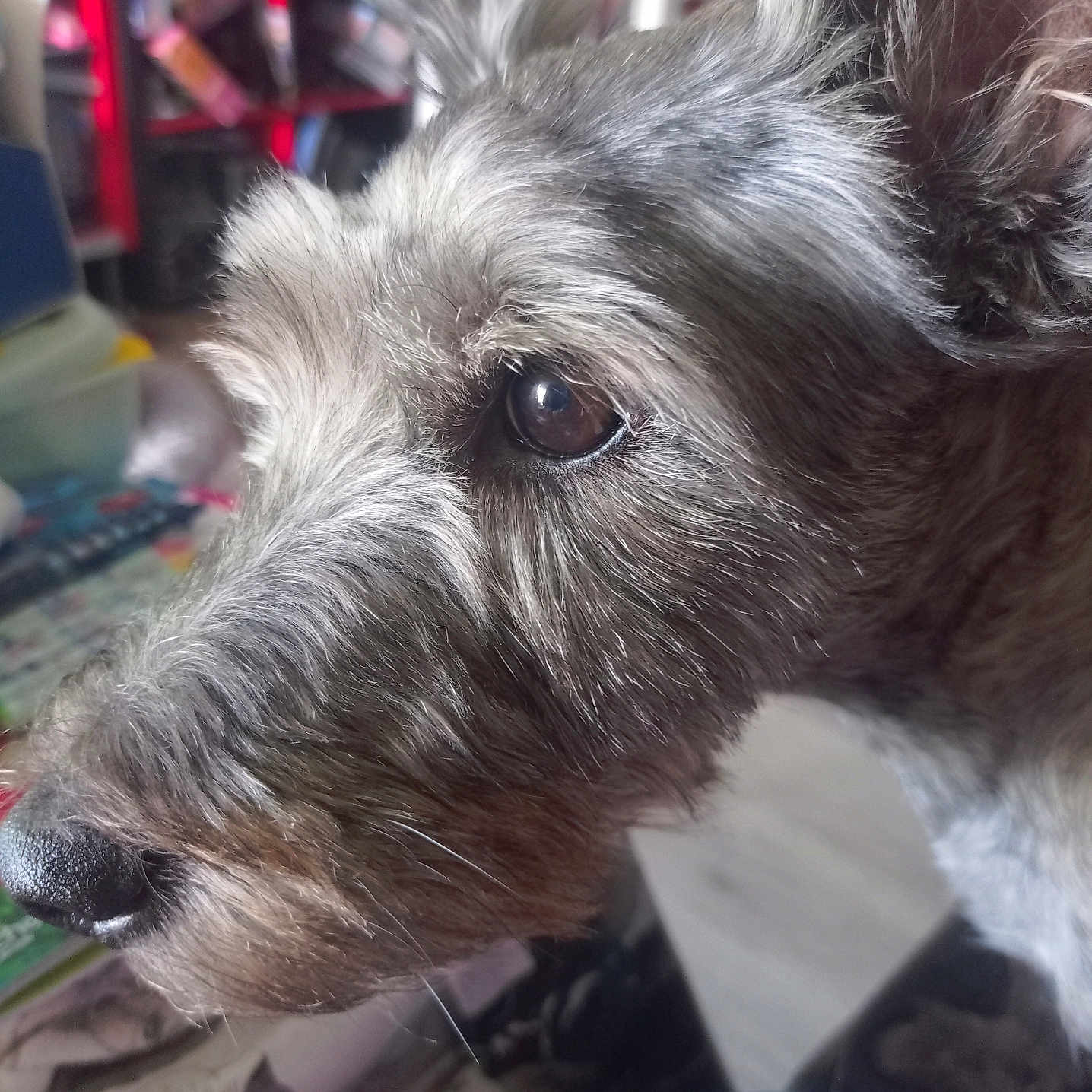 Lou