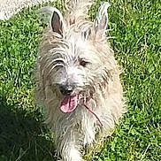 Lord participe au concours pour gagner de l'argent avec cette photo : dog, grass, outdoor, animal, pet, tongue, fur, ears, walking, happy, nature, canine, scruffy, green, sunlight, muzzle, small, adorable, playful, friendly
