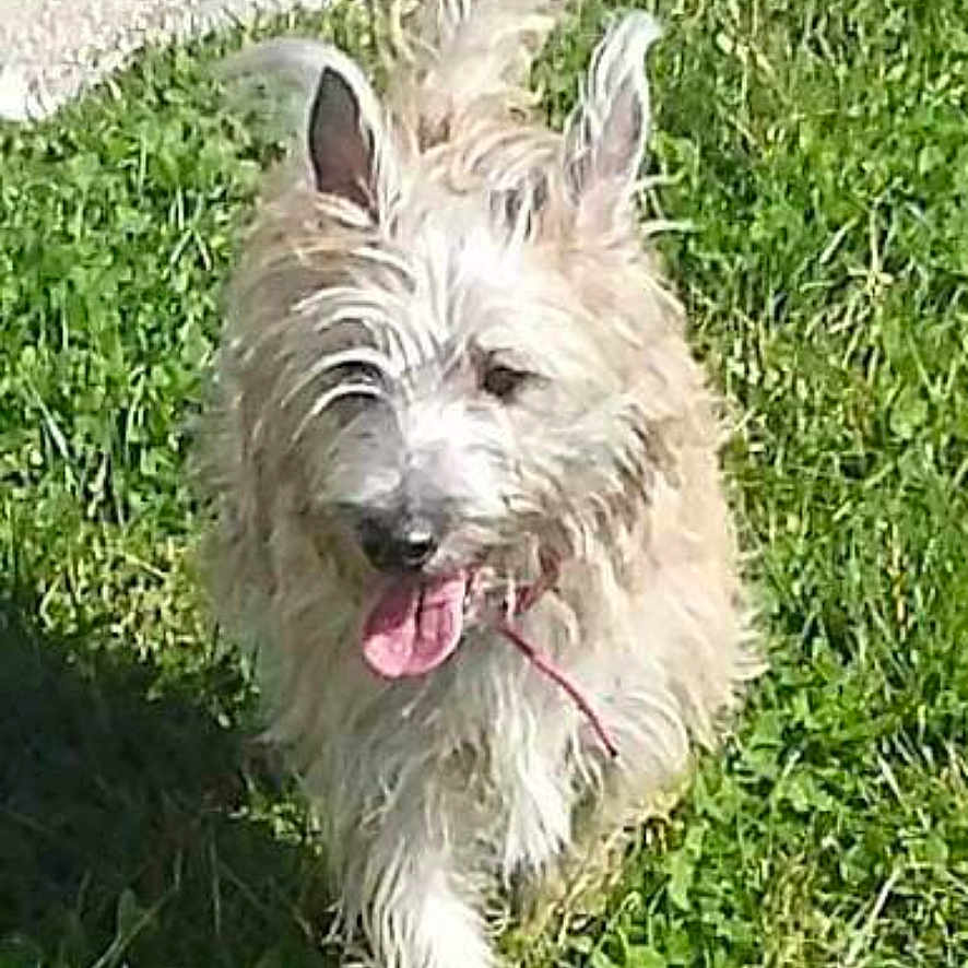Lord participe au concours pour gagner de l'argent avec cette photo : dog, grass, outdoor, animal, pet, tongue, fur, ears, walking, happy, nature, canine, scruffy, green, sunlight, muzzle, small, adorable, playful, friendly