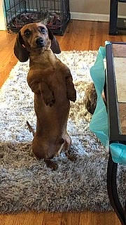 Pig is registered to the contest to win money with this photo: bavarian_mountain_hound, canidae, carnivore, dachshund, dog, dog_breed, fawn, liver, mammal, puppy, redbone_coonhound, rhodesian_ridgeback, sporting_group, vertebrate