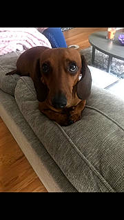 Pig is registered to the contest to win money with this photo: beagador, canidae, carnivore, companion_dog, coonhound, dachshund, dog, dog_bed, dog_breed, fawn, hound, mammal, puppy, scent_hound, snout, vertebrate