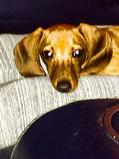 Pig joined the competition — help win amazing prizes! beagador, canidae, carnivore, companion_dog, dachshund, dog, dog_breed, ear, labrador_retriever, mammal, mountain_cur, puppy, rare_breed_dog, rhodesian_ridgeback, snout, sporting_group, vizsla