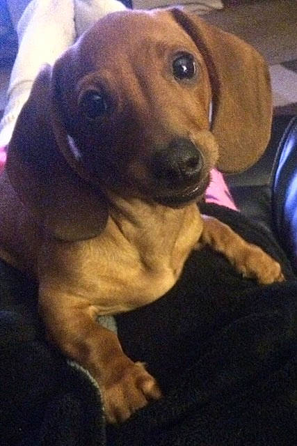 Pig is registered to the contest to win money with this photo: beagador, canidae, carnivore, dachshund, dog, dog_breed, ear, fawn, hound, mammal, puppy, snout, vertebrate