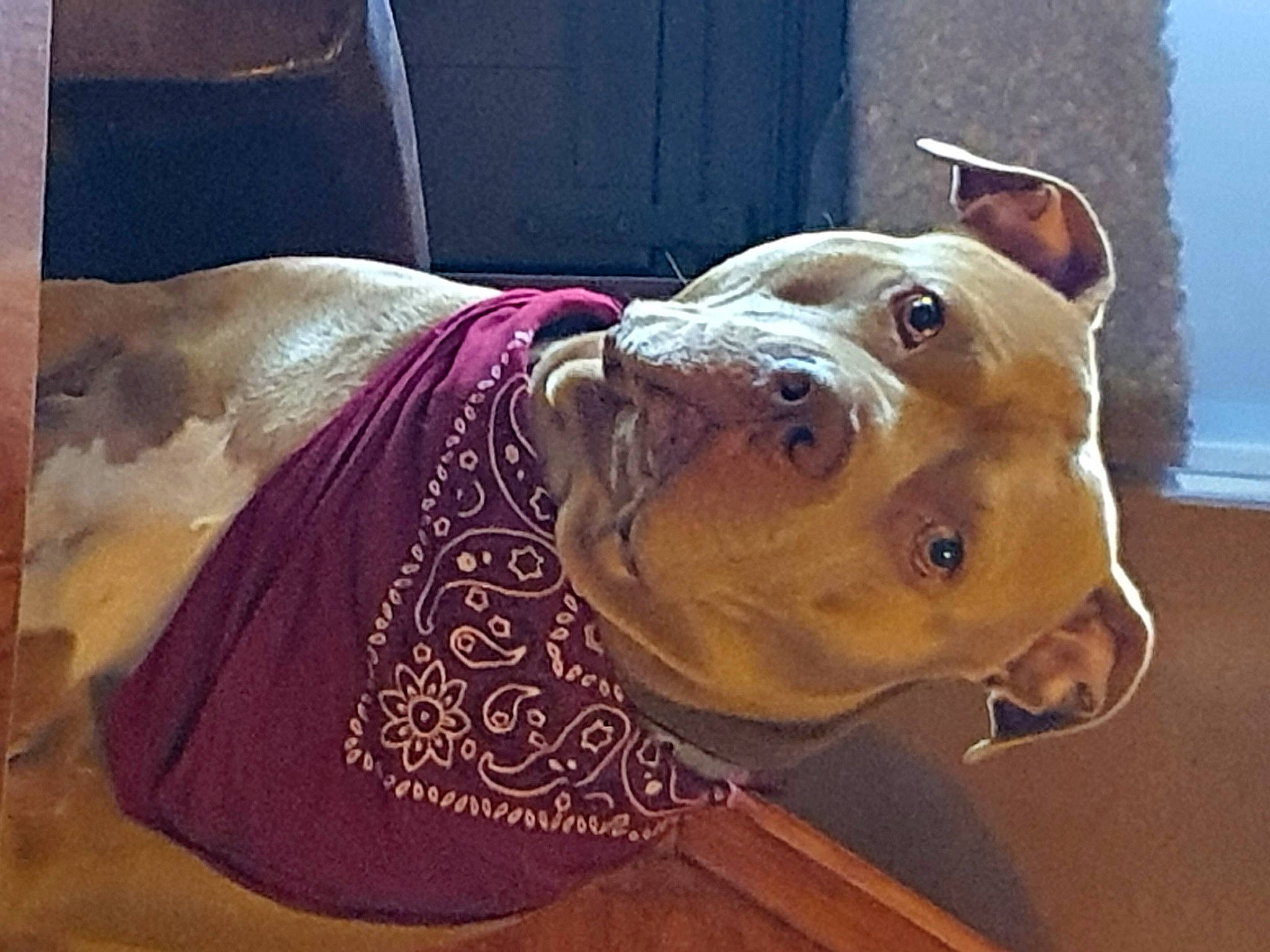 Ace Ammar joined the competition — help win amazing prizes! art, beauty, canidae, carnivore, companion_dog, dog, dog_breed, fawn, liver, metal, pet_supply, snout, sporting_group, terrestrial_animal, vertebrate, visual_arts, water, whiskers, working_animal, working_dog