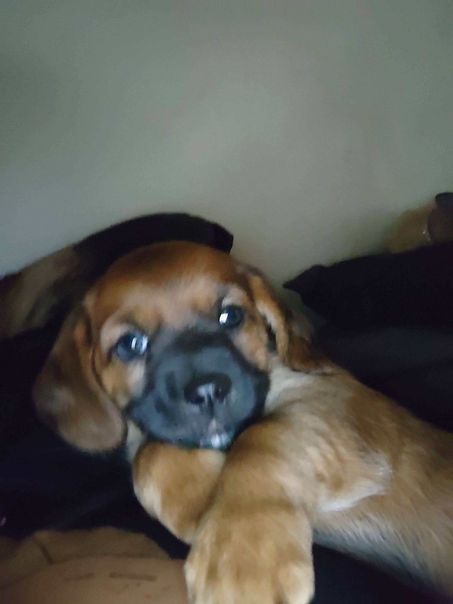 Sid is registered to the contest to win money with this photo: bored, canidae, carnivore, comfort, companion_dog, dog, dog_breed, fawn, fur, hardwood, liver, paw, snout, sporting_group, tail, terrestrial_animal, whiskers, working_animal, working_dog, wrinkle