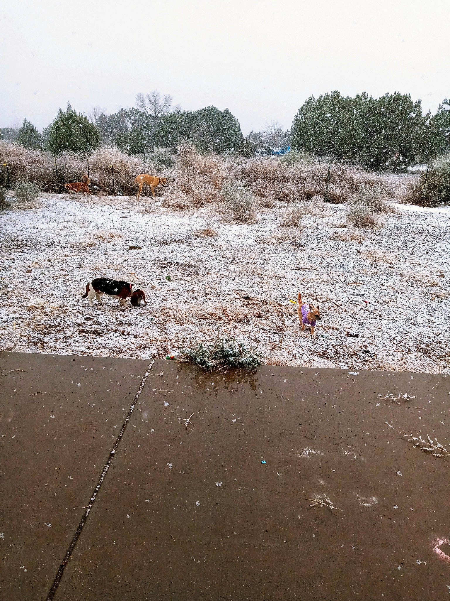Roscoe is registered to the contest to win money with this photo: beach, body_of_water, grass, landscape, liquid, natural_environment, natural_landscape, ocean, plant, pollution, rock, sand, shore, sky, soil, tree, water, water_resources, watercourse, winter